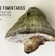 Fomes Fomentarius 1