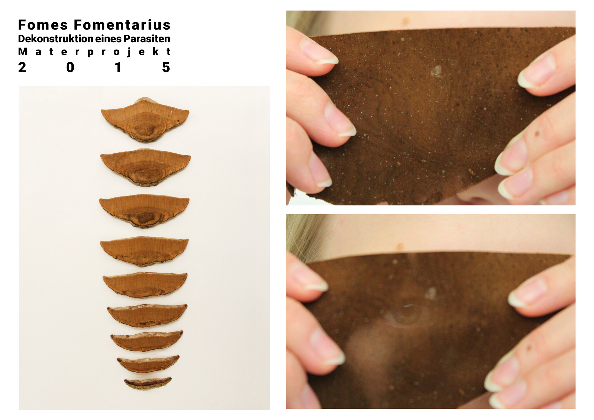 Fomes Fomentarius 2