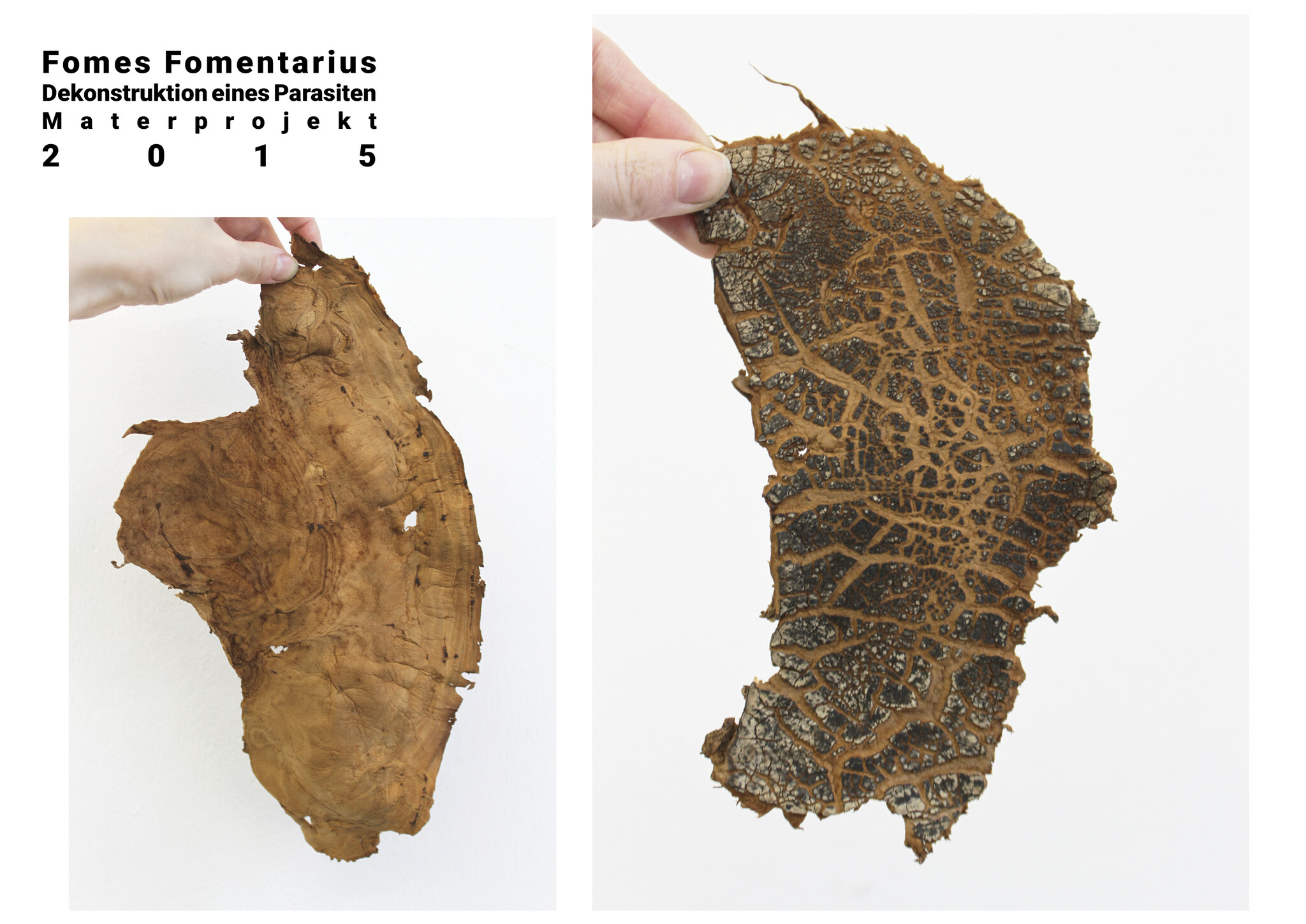 Fomes Fomentarius 7