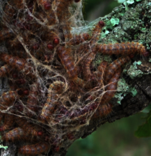 Caterpillars spinning a nest in the Banforo Area, Burkina Faso. Copyright: Salif Sawadogo