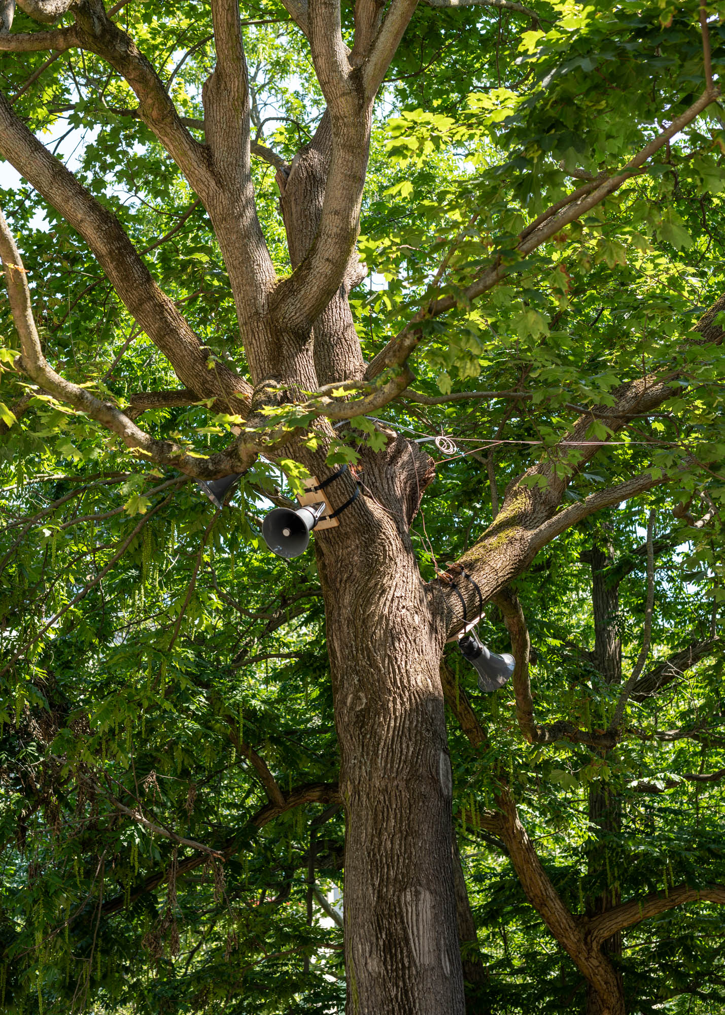 Im Tierpark Belauscht, Jeremy Knowles