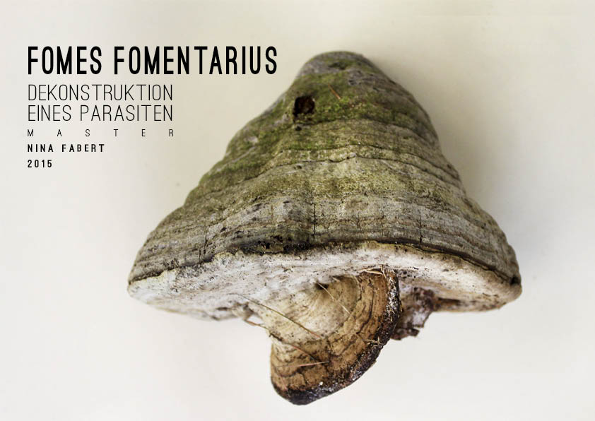 Fomes Fomentarius 1